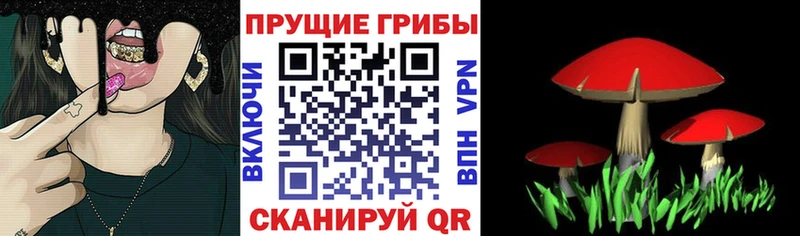дарк нет Telegram  Пудож  Псилоцибиновые грибы Psilocybine cubensis 